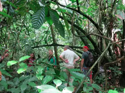 Экскурсия по плантациям Конкордия в Суринаме.