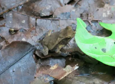 Лягушка в Конкордии.