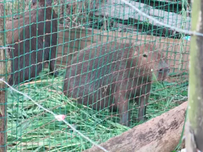 Необычное животное мы видели в Конкордии.