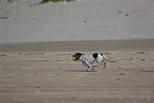 собака играет в апорт