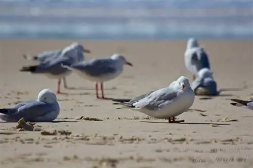 птицы золотого берега