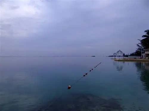 Размышляя над умными тайнами жизни на Ямайке