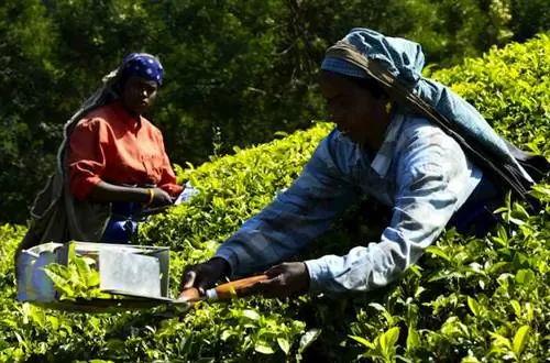 сборщики чая