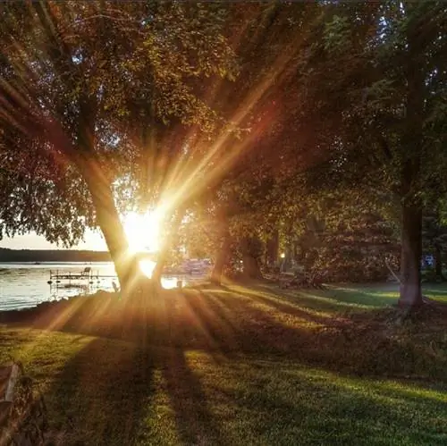 дерево закат