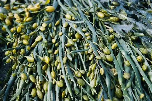 За кулисами: Магия морских водорослей