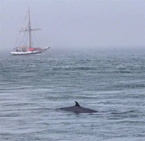 Наблюдение за китами в заливе Фанди