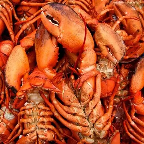 Нью-Брансуик, Канада, за лучшее кельтское наследие, киты, катание на лодках & Misty Skies