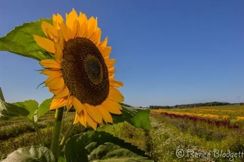 Изображение Изображение