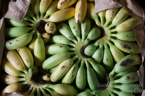 Рынок Пуэнте-Пьедра, Лима