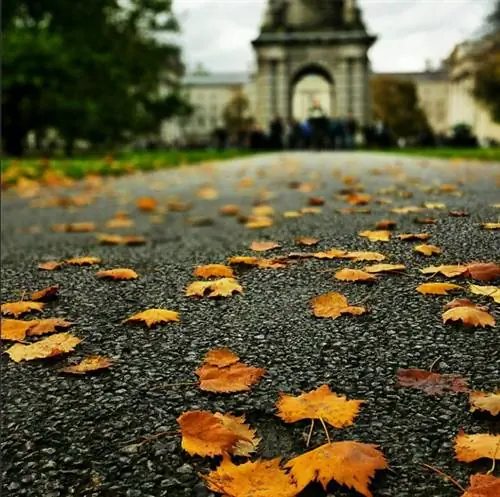 Осенние листья Тринити-колледжа
