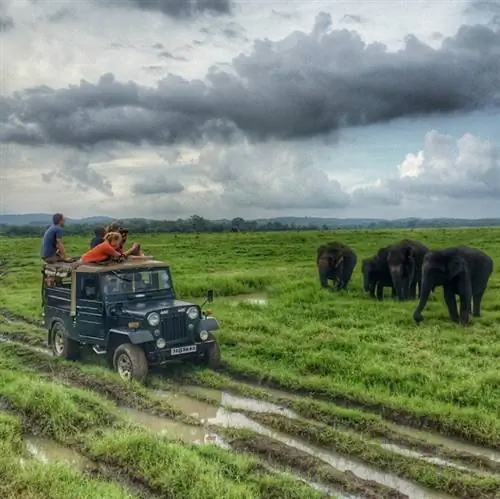 слоны Каудулла Шри-Ланка