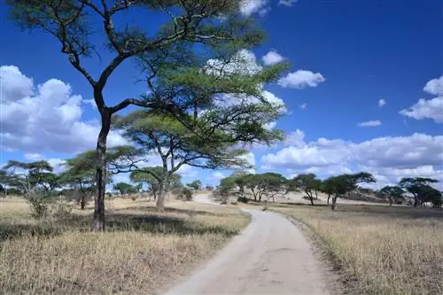 Серенгети: Путешествие – это пункт назначения; Миграция - это действительно все, что есть