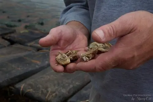 PEI Oysters Souris