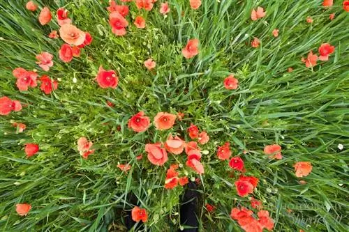весенние цветы испания
