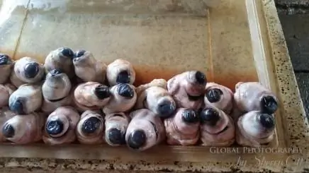 Bazurto Catagena коровьего глазаапертура: 2,2, авторы:, камера: SM-G900F, подпись:, временная метка создания: 1417948167, авторские права:, фокусная_длина: 4,8, ISO: 200, скорость затвора: 0,03030303030303, название:, ориентация: 1}