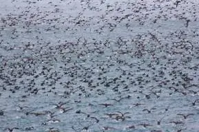 Круиз по острову Врангелядиафрагма: 6,3, авторы:, камера: Canon EOS 60D, подпись:, created_timestamp: 1439620470, авторские права:, фокусное_длина: 167, iso: 500, затвор_скорость: 0,002, название:, ориентация: 1}