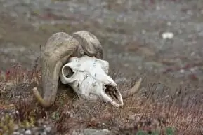 Остров Врангеля. Диафрагма: 6,3, авторы:, камера: Canon EOS 60D, подпись:, временная метка создания: 1439095818, авторские права:, фокусное_длина: 167, iso: 320, выдержка_затвора: 0,002, название:, ориентация: 1}