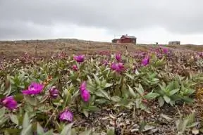 Остров Врангеля.