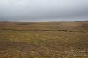 Остров Врангеля.