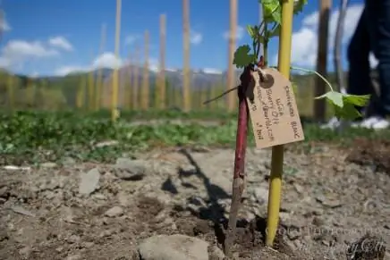 ледяное вино пиренейская апертура: 2,8, авторы:, камера: Canon EOS 60D, подпись:, временная метка создания: 1431086039, авторские права:, фокусная_длина: 17, iso: 200, выдержка_затвора: 0,00015625, название:, ориентация: 1}