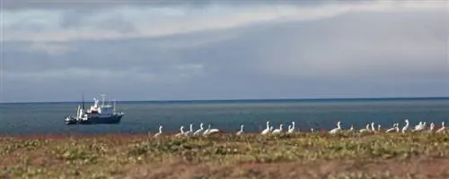 Снежные гуси Остров Врангелядиафрагма:0, авторы:, камера:, подпись:, временная_метка создания:0, авторские права:, фокусная_длина:0, iso:0, выдержка_затвора:0, название:, ориентация:0}