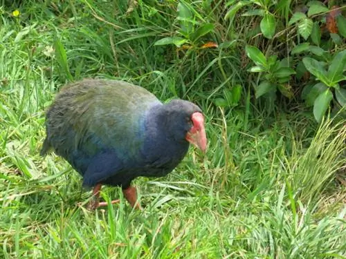IMG_8634_Takahe, хайой называется Терминатор 2