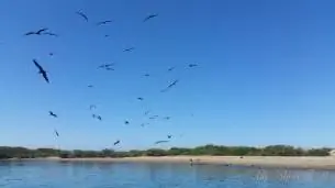 Животные Моря Кортеса.