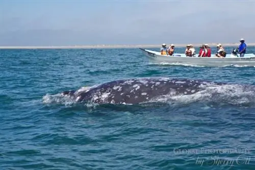 Зачем отправляться в круиз по морю Кортеса?