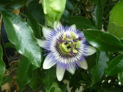 Antica Corte Milanese в цвету