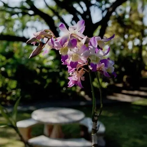 Ботанический сад Невиса