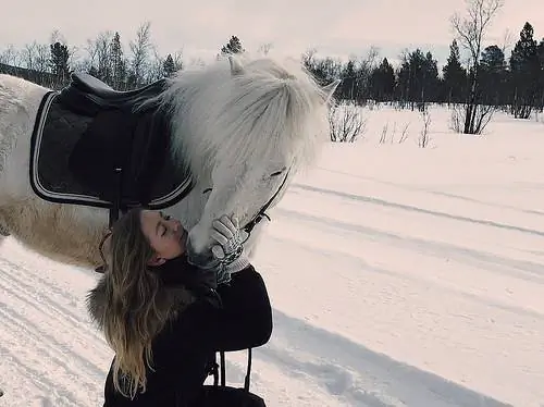 алена белозерова, исландская лошадь, лапландия, верховая езда, катание на лошадях, катание на лошадях лапландия
