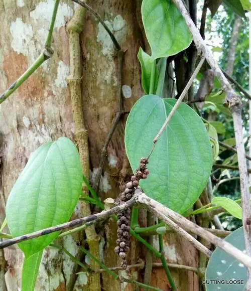 Диафрагма изображения: 0, кредит: Picasa, камера:, подпись:, created_timestamp: 1490947979, авторское право:, focus_length: 0, iso: 0, Shutter_speed: 0, title:, ориентация: 0}