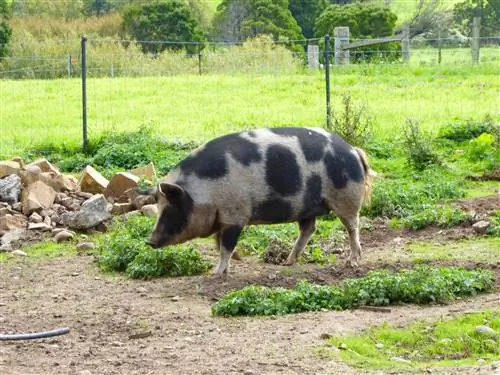 P1000592: 5.4, автор:, камера: DMC-TZ70, подпись:, created_timestamp: 1459254950, авторское право:, focus_length: 27,1, iso: 100, Shutter_speed: 0,0125, название:, ориентация: 1}'