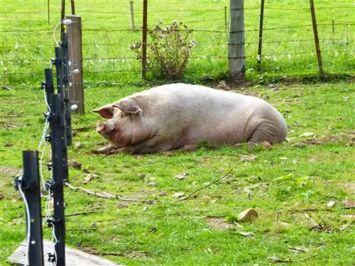 P1000593: 5.6, автор:, камера: DMC-TZ70, подпись:, created_timestamp: 1459254964, авторское право:, focus_length: 33,2, iso: 80, Shutter_speed: 0,0125, название:, ориентация: 1}'