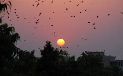 Фотография розового заката в Дели в Индии.