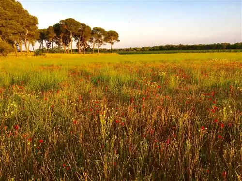 Отели Амберлер