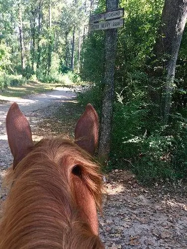 зыбучие пески, Хичкок Вудс, верховая езда, айкен, южная каролина