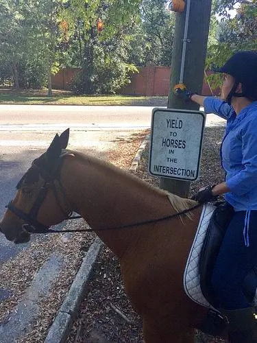 кэтрин томас, конный сигнал, улица виски и грэйс, эйкен, южная каролина, лошадь, морской конек айкен