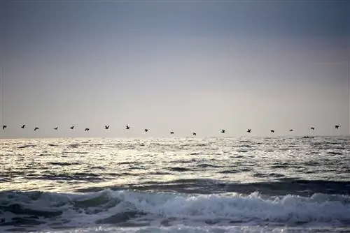 Шоссе Тихоокеанского побережья