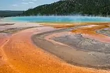 Микробный коврик Grand Prismatic Hot Spring