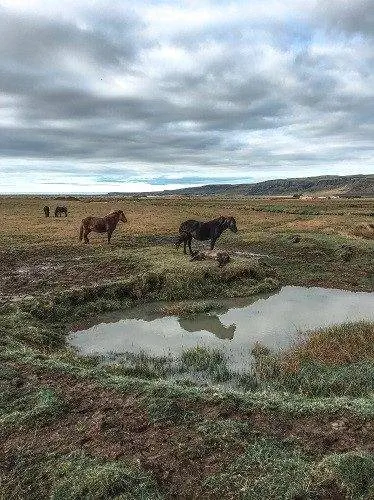 исландская лошадь, хверагерди возле рейкьявика,