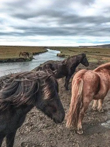 Верховая езда на исландских лошадях в Стране Огня & Лед
