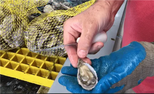 В офисе Morro Bay Oyster Company на Эмбаркадеро, Морро-Бэй, Калифорния.