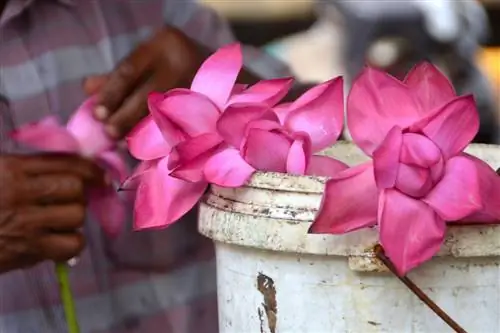 Коломбо, Шри-Ланка