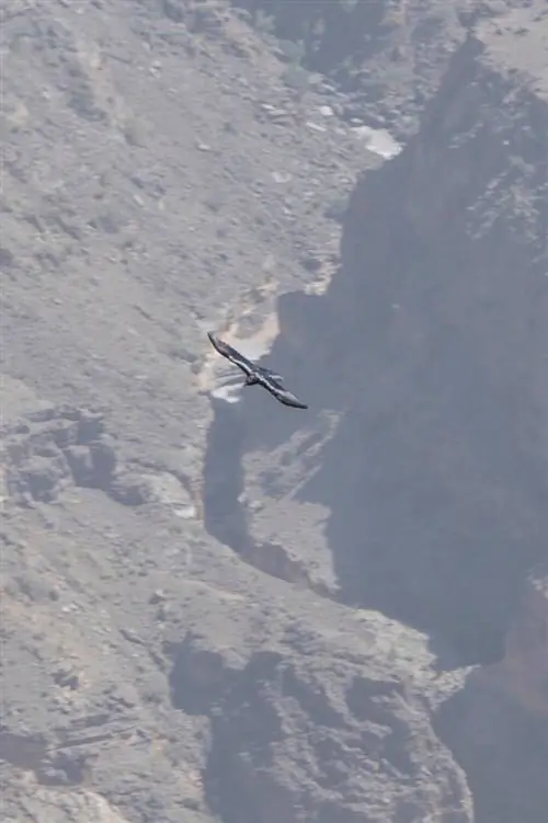 Джебель-Шамс