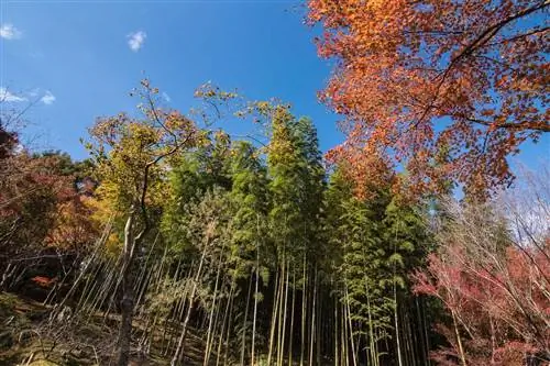 Осака Япония осенью