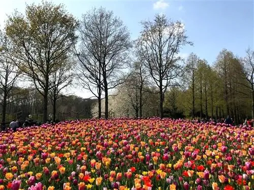 Кекенхоф: ежегодная цветочная феерия в Голландии, Харлем & Гаага