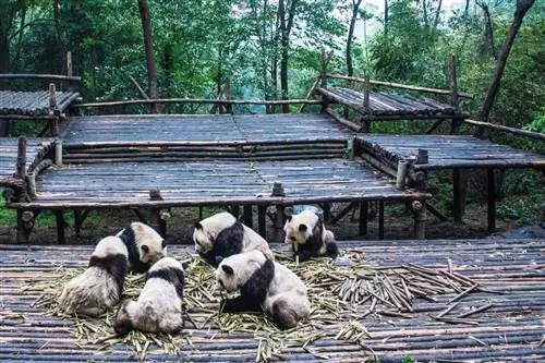 Увлекательный Чэнду в Китае