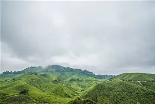 Волшебный Cameron Highlands в Малайзии для чая