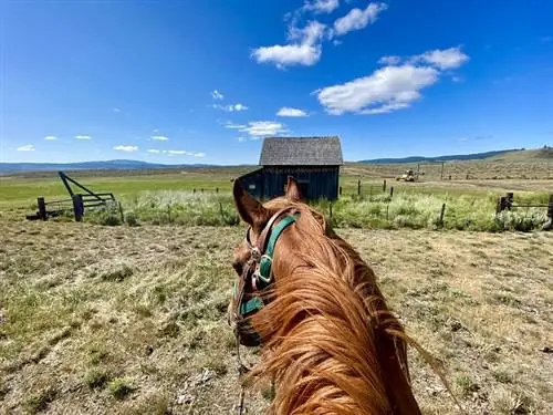 Chestnut Quarter Horse смотрит на усадьбу Чарли Оуэнса. Оригинальная деревянная хижина до сих пор стоит на ранчо Silvies Valley Ranch в Сенеке, штат Орегон. Chestnut Quarter Horse смотрит на усадьбу Чарли Оуэнса. Оригинальная деревянная хижина до сих пор стоит на ранчо Silvies Valley Ranch в Сенеке, штат Орегон.